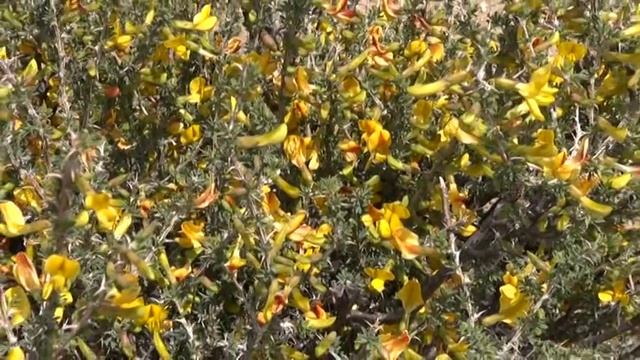 Кыргызстан  Чолпон ата  Сад камней  Kyrgyzstan  Cholpon Ata  Rock Garden