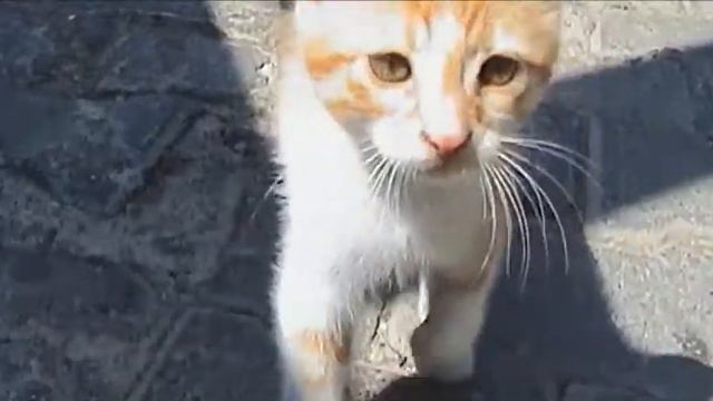 Турецкие коты