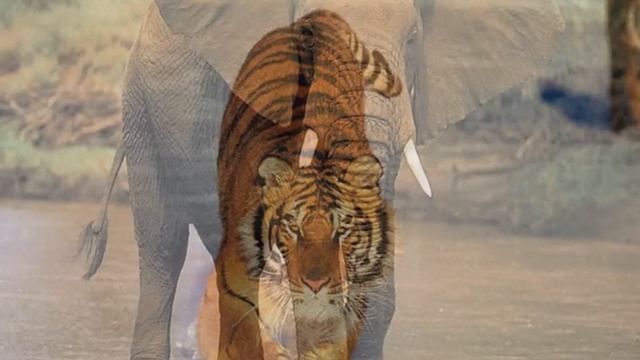 In the animal world - Slide show of wild animals В мире животных - Слайд-шоу диких животных