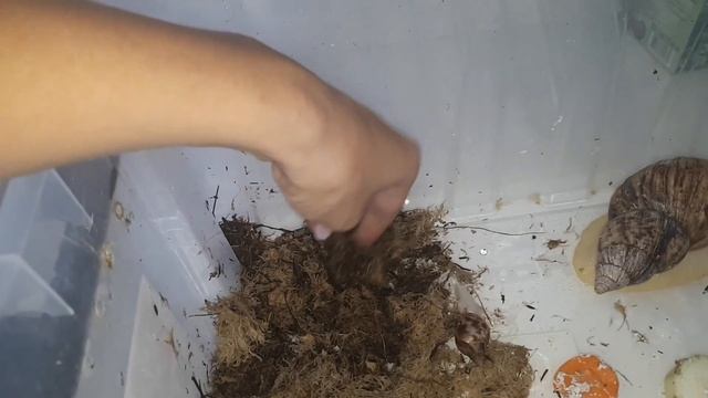 Улитка скучает по своим подругам/ УЛИТКА АХАТИНА