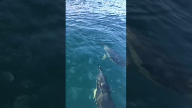 Дельфины атакуют.