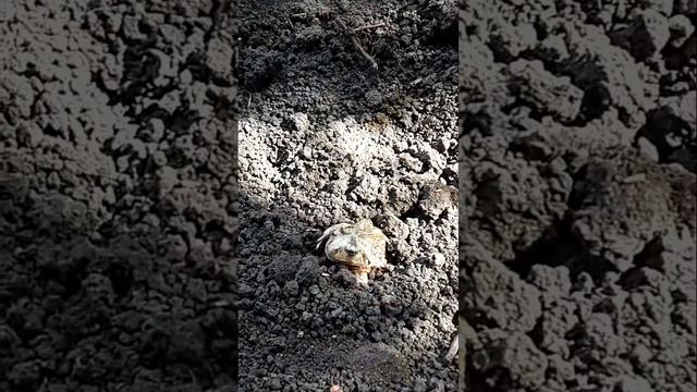 Земляная лягушка(жаба) закапывается/The ground frog (toad) is buried #shorts