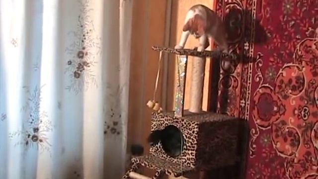 Котенок, собаченок и мышка в домике!