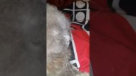 Мой кот британец