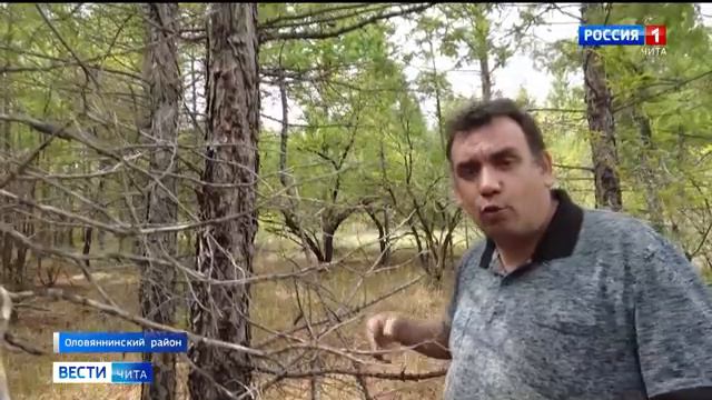 Сибирский шелкопряд уничтожает лес в Оловяннинском районе Забайкалья