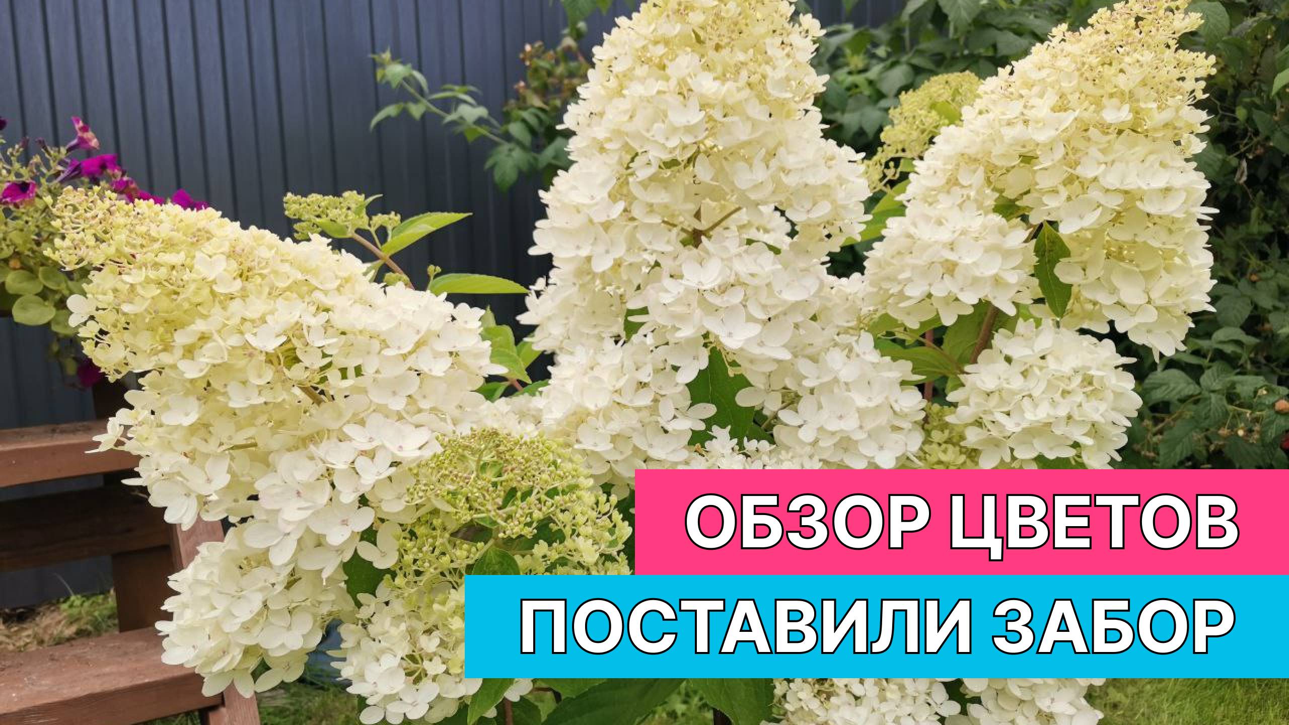Поставили забор, подросли гуси. Обзор цветов.