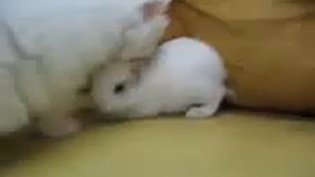 Белый кот и белый кролик