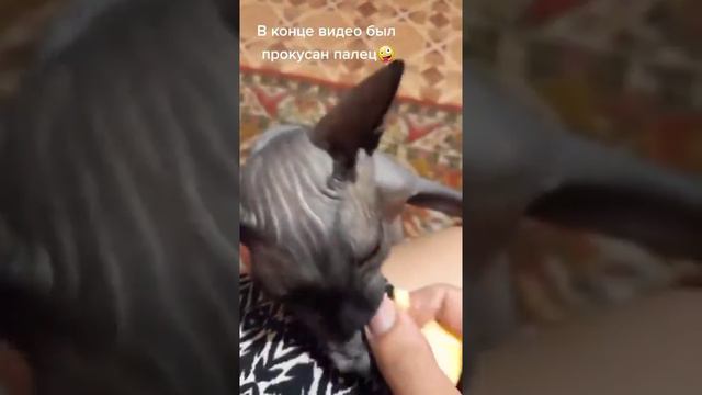 В конце видео  прокусила мне палец !!СИЛЬНО!!!🙄