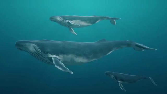 Трудности перевода 7 серия «О чем поют киты» (документальный сериал, 2023)