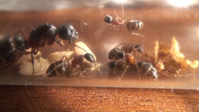 Camponotus herculeanus рождение муравья