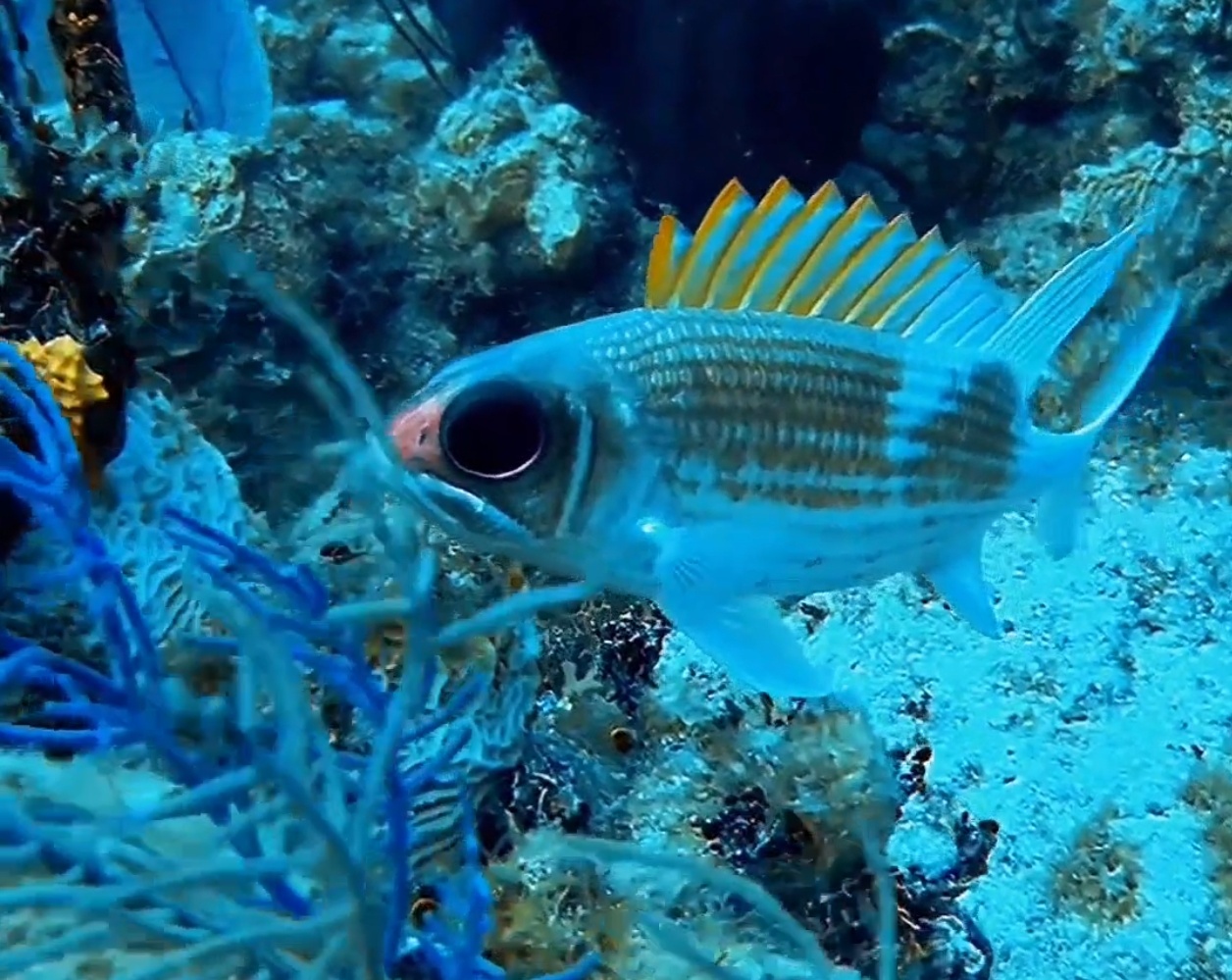 🐿 Белка — Squirrelfish