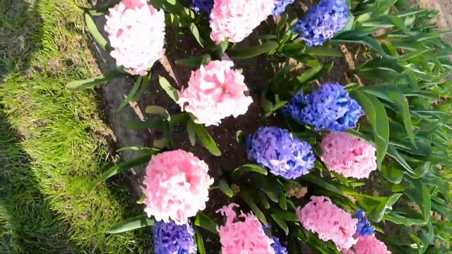 Keukenhof 2022