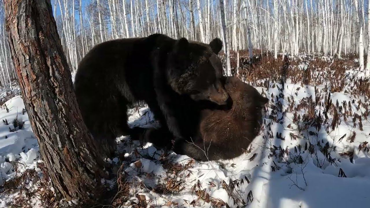 В лесу хорошо, а дома лучше.