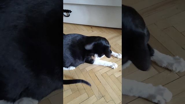 Робот пылесос.