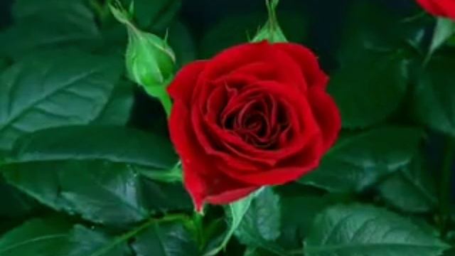 Roze | Цветы розы | музыка релакса | музыка классика