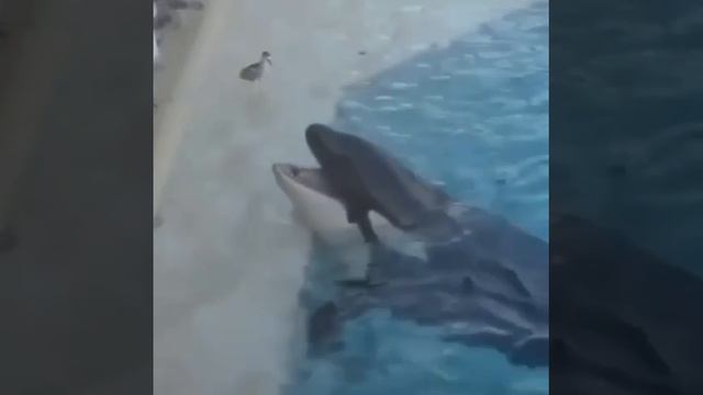 КАСАТКА