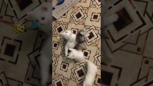 Котята скоттишстрайт