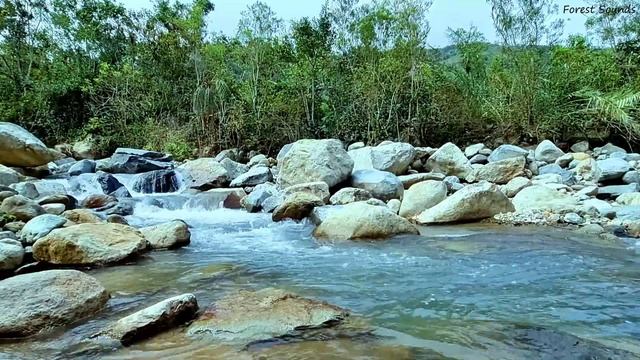 Birds chirping in the mountains, babbling brook, morning nature sounds, forest sounds, ASMR