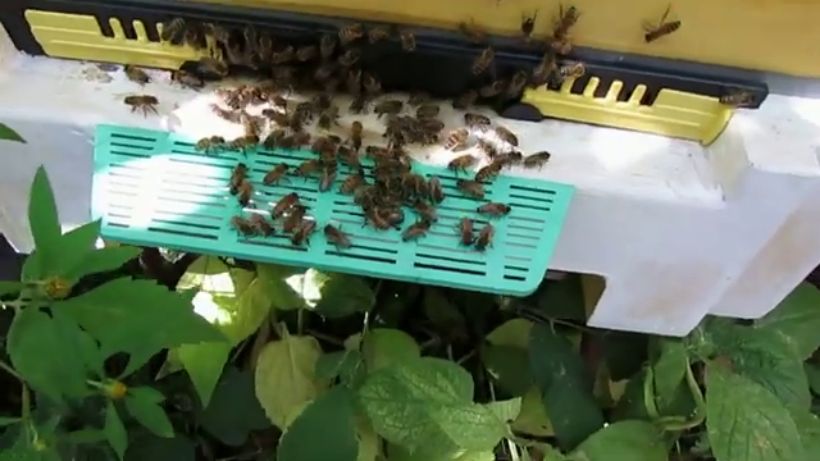 лучший вариант 12 рамочного улья на моей пасеке, часть 2 - подготовка пчел к зимовке