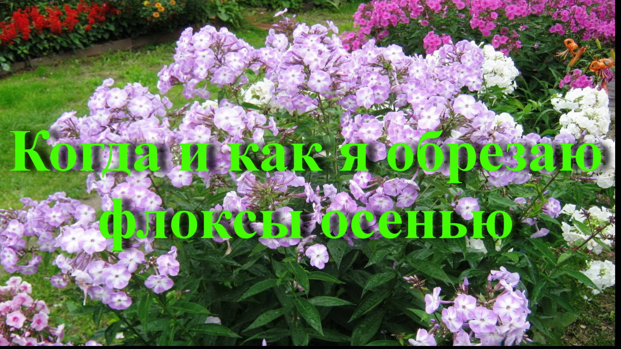 Когда и как я обрезаю флоксы осенью