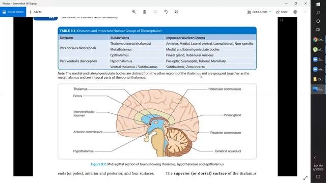 DIENCEPHALON