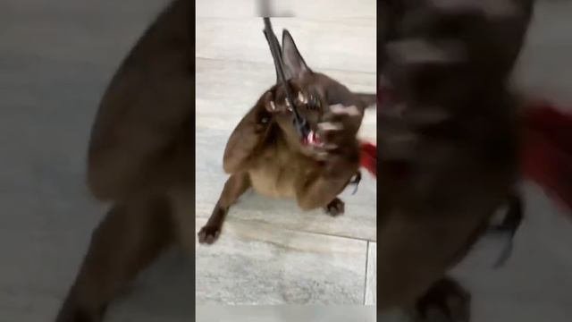 Показываю как играет мой абиссинский кот