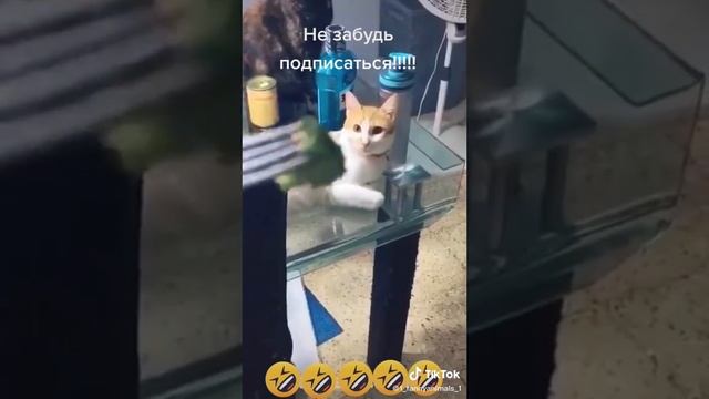 Смех до слез посмотритн ))