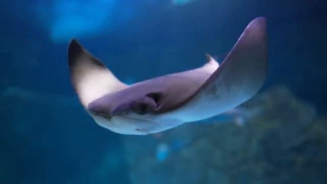 Life of the Ocean 4K ULTRA HD - Marine Species with Relaxing Music and Ocean Sounds aquarium4k