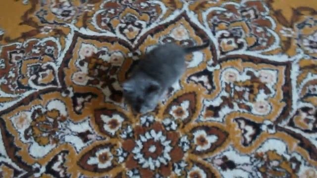 1 месячный котенок первый день дома без мамки