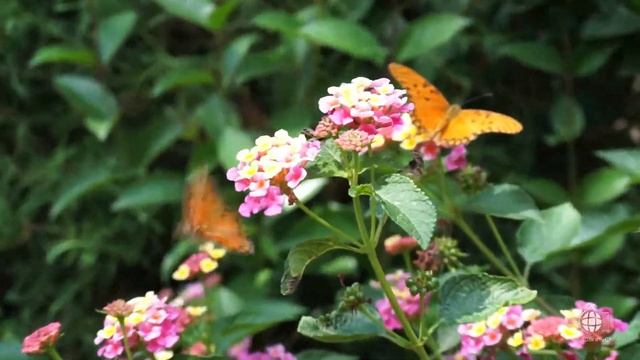 Prueba De Autoenfoque Sony A5100
