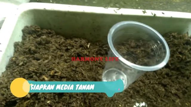 Cara Mudah Budidaya Episcia Cupreata Hijau Dan Merah