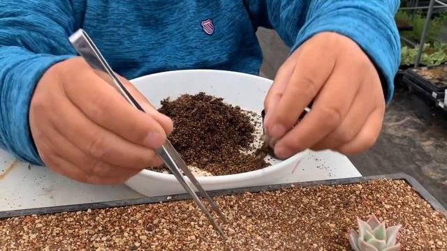 【多肉植物】【ガーデニング】【農家】【農業】【農園】【園芸】間違って昨日と一緒の動画でした🙏　　　多肉大好き！なりちゃんパパ　多肉奮闘記その883