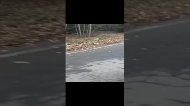 Ужасссс!Берегите животных
