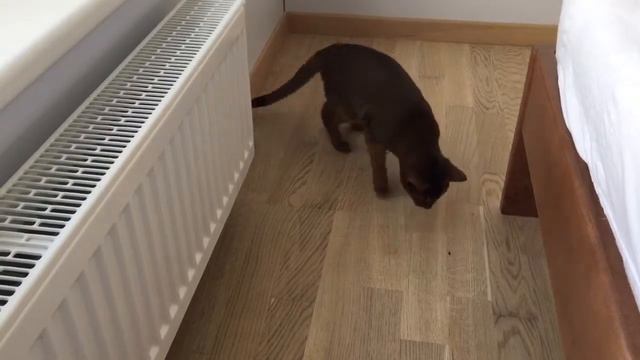 Abyssinian vs. ant