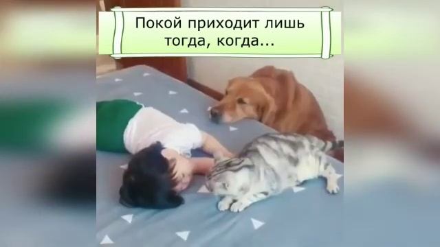 Состояния расслабления и покоя │Уроки Цигун и Тайцзи │Школа А.Гарди