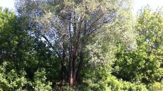 Природный релакс - отблески солнечных лучей на стволе дерева