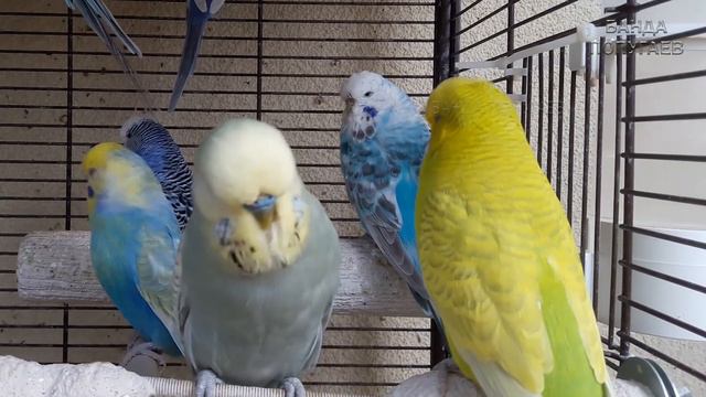 budgie sounds