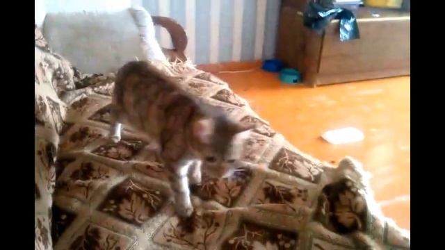Кошка любит сидеть на людях