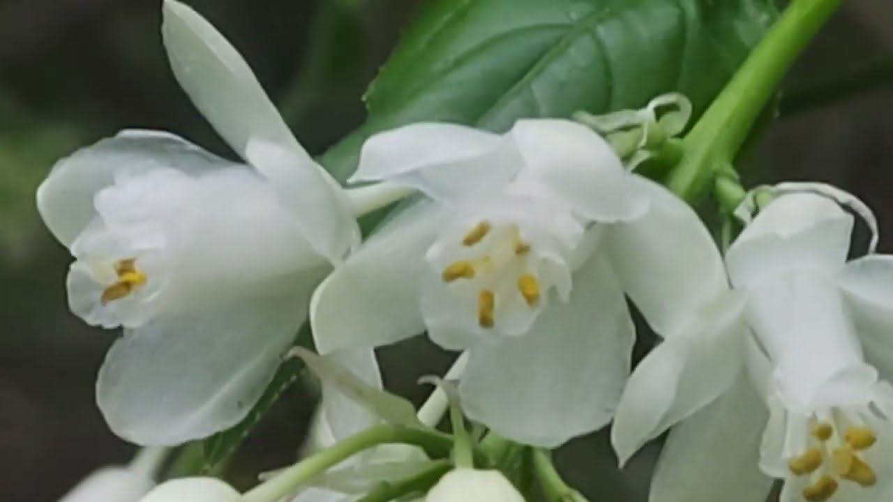 клекачка
