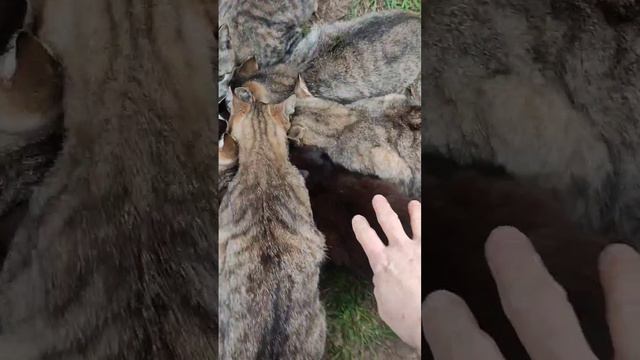 Бездомные котики едят кучкой
