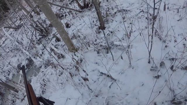 Охота на рябчика в ноябре,досадные промахи