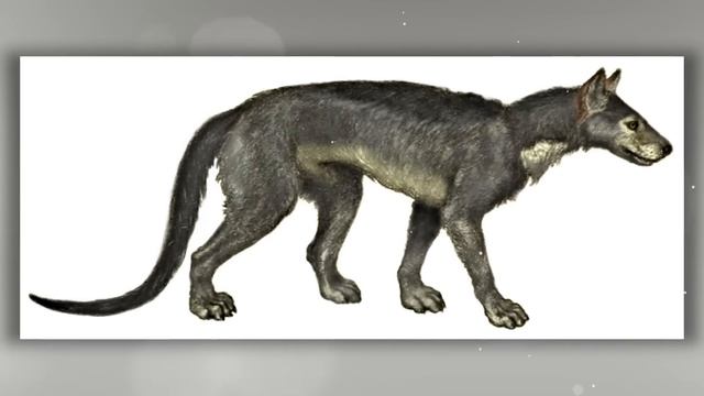 Главный Хищник Кайнозойской Эры | Амфицион - СобакаМедведь