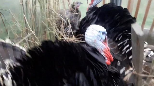 Насколько выгодно держать индюков