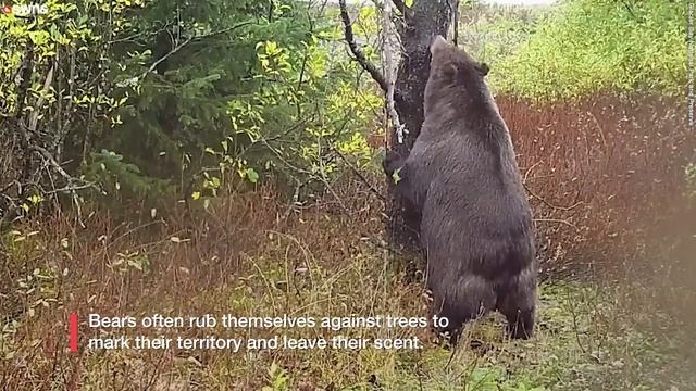 Bear enjoys back scratching session | SWNS