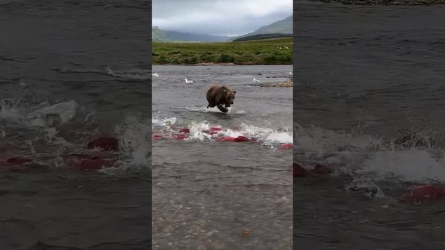 🐻Любимая рыба медведя – лосось. Именно поэтому в нерестилищах лосося медведей гораздо больше и о...