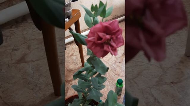 эустома , это невероятно 2 с половиной недели цветения одного цветка  🙏🤩🌿🌹🌿