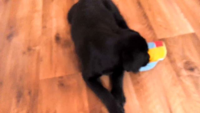 Vendi Labrador Венди Лабрадор 2,5 месяца любимая игрушка 01.10.2015