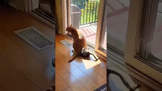 кот 🐈применил запрещëнный приëм.