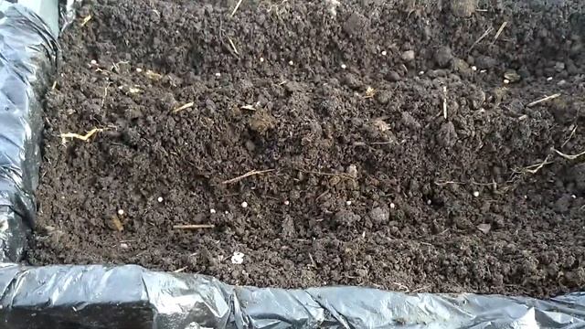 Редис ранней весной в неотапливаемой теплице