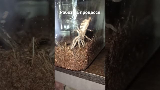 Паук танцуя плетёт паутину